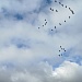 Итоги акции «Международные дни наблюдений птиц — 2025»