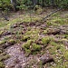 Экологический праздник "День работников леса" 