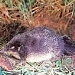 КАК ВСТРЕЧАЮТ НОВЫЙ ГОД БОБРЫ? или ЖАРКАЯ «ЗИМА» ДЛЯ КОРОСТЕЛЯ