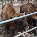 СТУДЕНТЫ ВлГУ В НАЦИОНАЛЬНОМ ПАРКЕ «МЕЩЕРА»