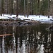 КАК ВСТРЕЧАЮТ НОВЫЙ ГОД БОБРЫ? или ЖАРКАЯ «ЗИМА» ДЛЯ КОРОСТЕЛЯ