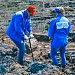 Подари лес другу