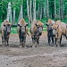 Ареал обитания зубров расширится. 
