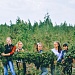 Осветление лесных культур