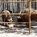 НАЦИОНАЛЬНЫЙ ПАРК «МЕЩЕРА» ПОКАЖУТ В ЭФИРЕ ПЕРВОГО КАНАЛА
