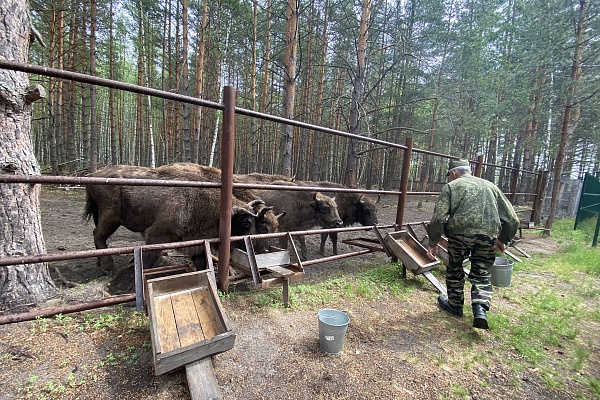Акция «Покорми зубра»