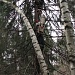 1 апреля - Международный день птиц