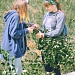 Осветление лесных культур