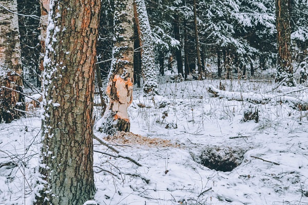 В ГОСТИ К БОБРУ