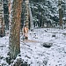 В ГОСТИ К БОБРУ