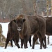 КАК ВСТРЕЧАЮТ НОВЫЙ ГОД БОБРЫ? или ЖАРКАЯ «ЗИМА» ДЛЯ КОРОСТЕЛЯ
