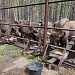 Акция «Покорми зубра»