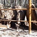 НАЦИОНАЛЬНЫЙ ПАРК «МЕЩЕРА» ПОКАЖУТ В ЭФИРЕ ПЕРВОГО КАНАЛА