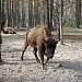 ВОЛОНТЕРСКАЯ АКЦИЯ В НАЦИОНАЛЬНОМ ПАРКЕ «МЕЩЕРА»