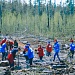 Подари лес другу