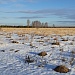 ЗИМНИЕ УЧЁТЫ ЖИВОТНЫХ