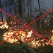 В ЛЕСУ ПОЖАРА НЕ БУДЕТ