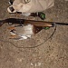 Рейдовые мероприятия в «Мещёрском»