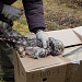 Сова на передержке