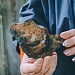 Раскопки в "Мещере"