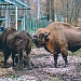 Ареал обитания зубров расширится. 
