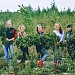 Осветление лесных культур