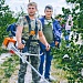 Осветление лесных культур