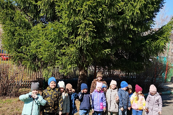 Хвойные красавицы
