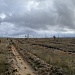 Акция «Возродим леса России»