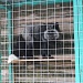 ЗИМА С ВЕСНОЮ ВСТРЕТИЛИСЬ НА РУССКОМ ПОДВОРЬЕ
