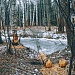 В ГОСТИ К БОБРУ
