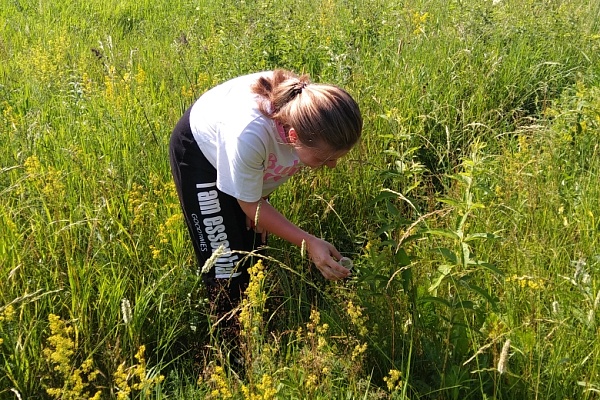ШКОЛА ПОЛЕВОЙ ЭКОЛОГИИ В  «МУРОМСКОМ» ЗАКАЗНИКЕ