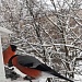 Зимняя подкормка — помощь пернатым друзьям
