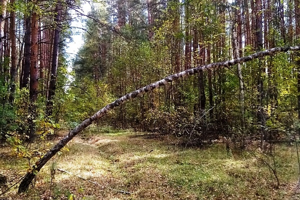 Экологический праздник "День работников леса" 