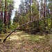 Экологический праздник "День работников леса" 