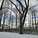 Петровские дубы в Мещере