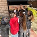 "Добробувь"
