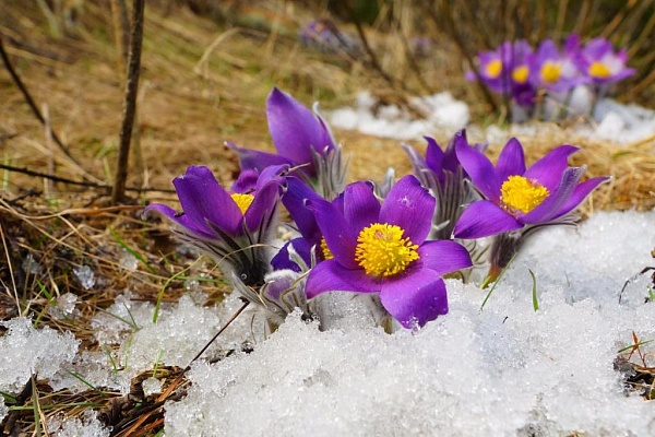Красоты парка "Мещёра"