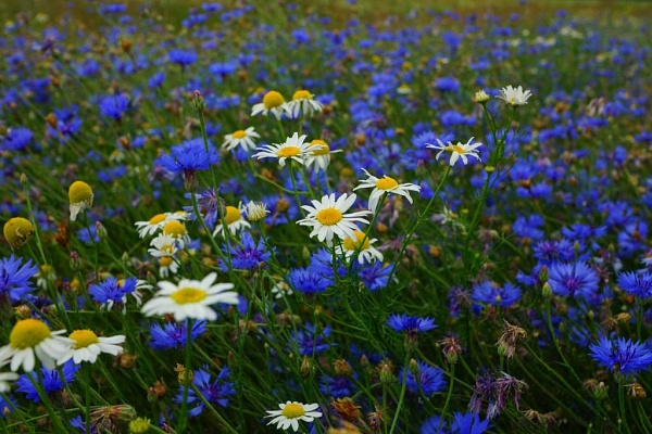 Красоты парка "Мещёра"