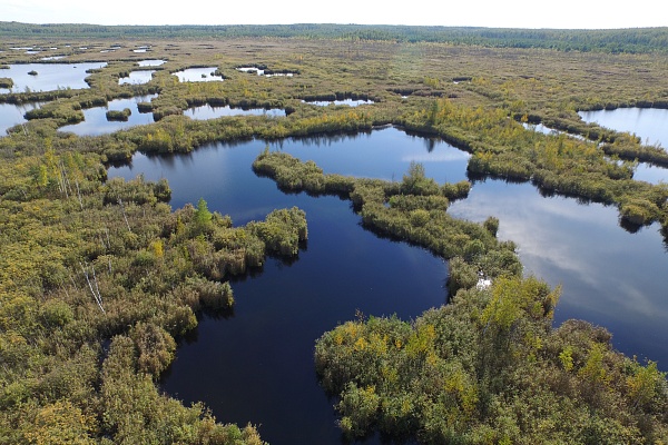 Восстановление болот
