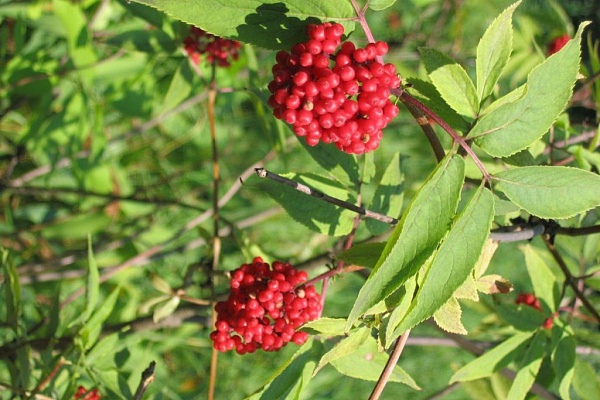 Красоты парка "Мещёра"