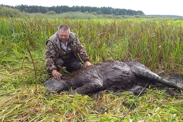 Спасение лосихи