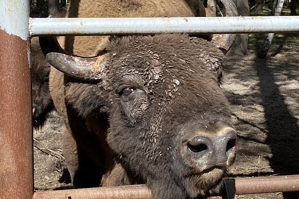 «Покорми зубра»