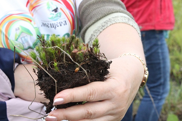 Восстановление болот