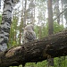 Весенние сюрпризы для внимательных