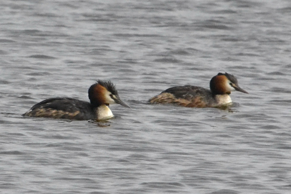 Чомга – птица 2026 года