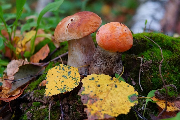 Красоты парка "Мещёра"