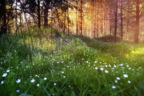 Красоты парка "Мещёра"