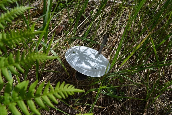 Почвенная ловушка