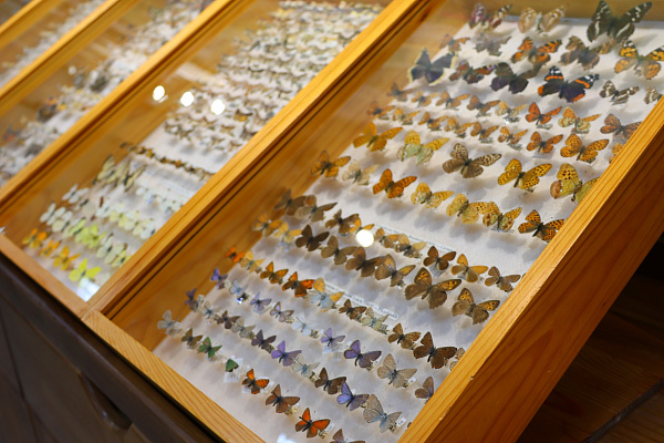 Юные креативщики посетили визит-центр национального парка «Мещера»